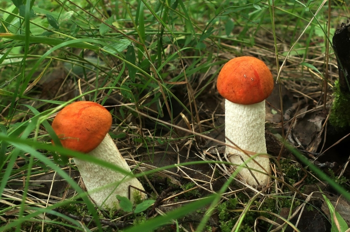 Красный подосиновик