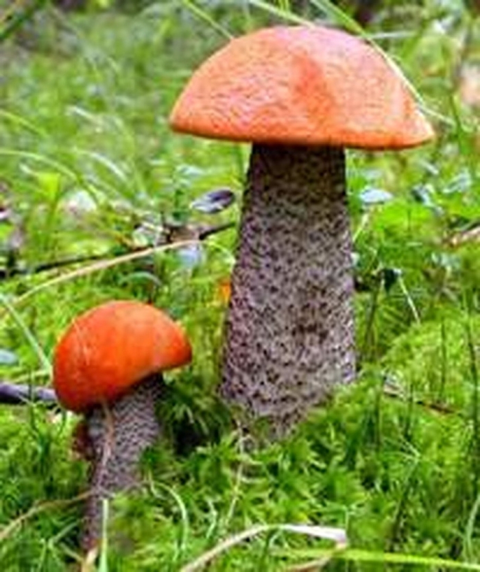 Грибное лето