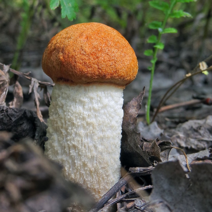 Гриб красноголовик