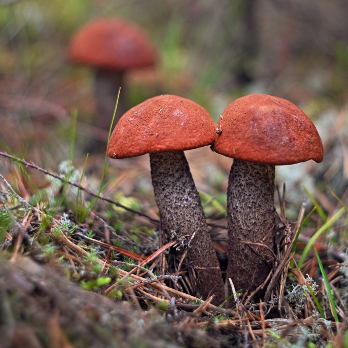 Подосиновик красный болетовые