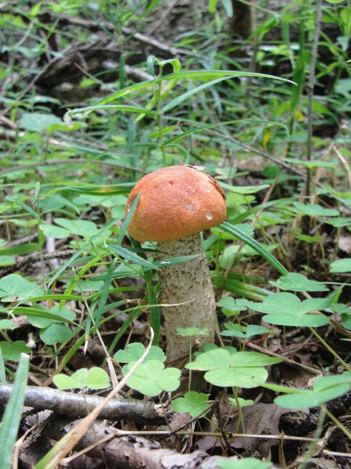 Грибы подосиновик