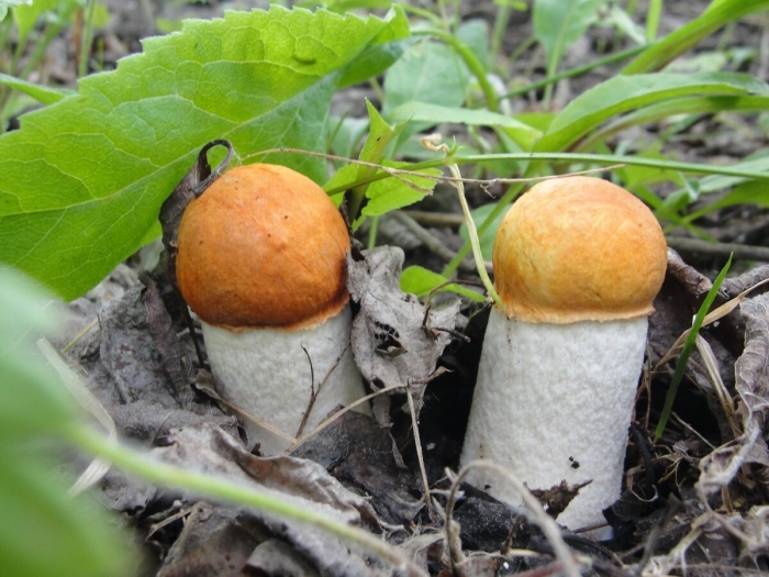 Грибы подосиновик белый