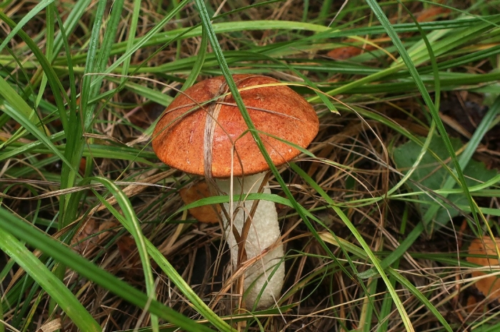 Красноголовики и подосиновики