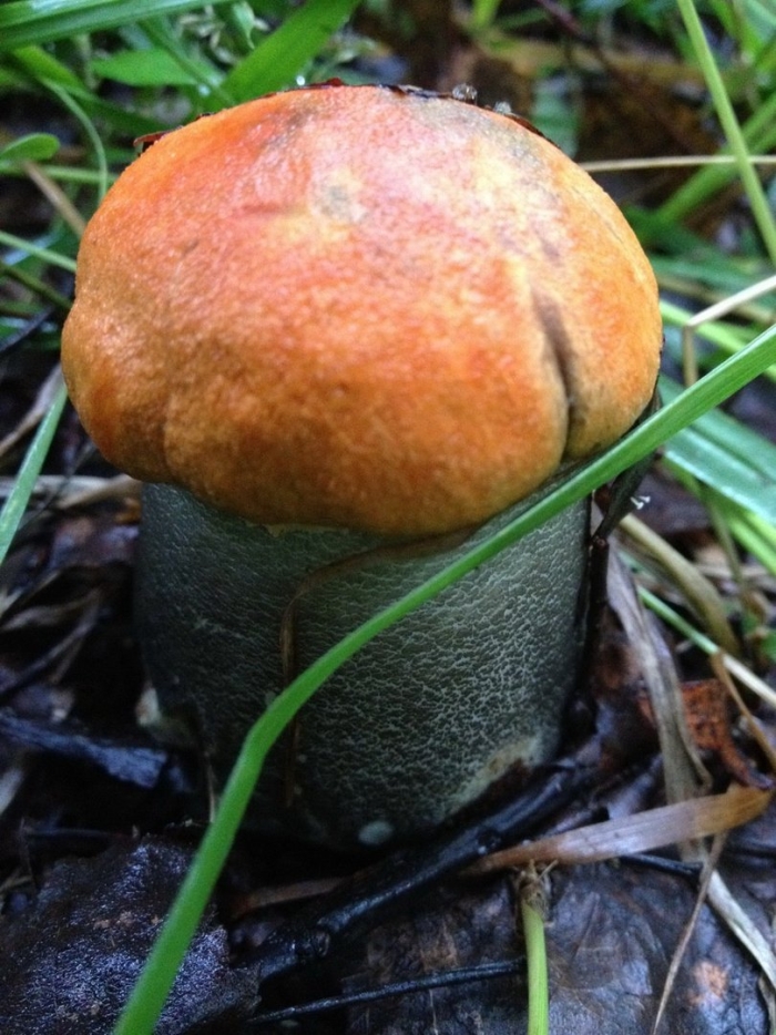 Гриб подосиновик