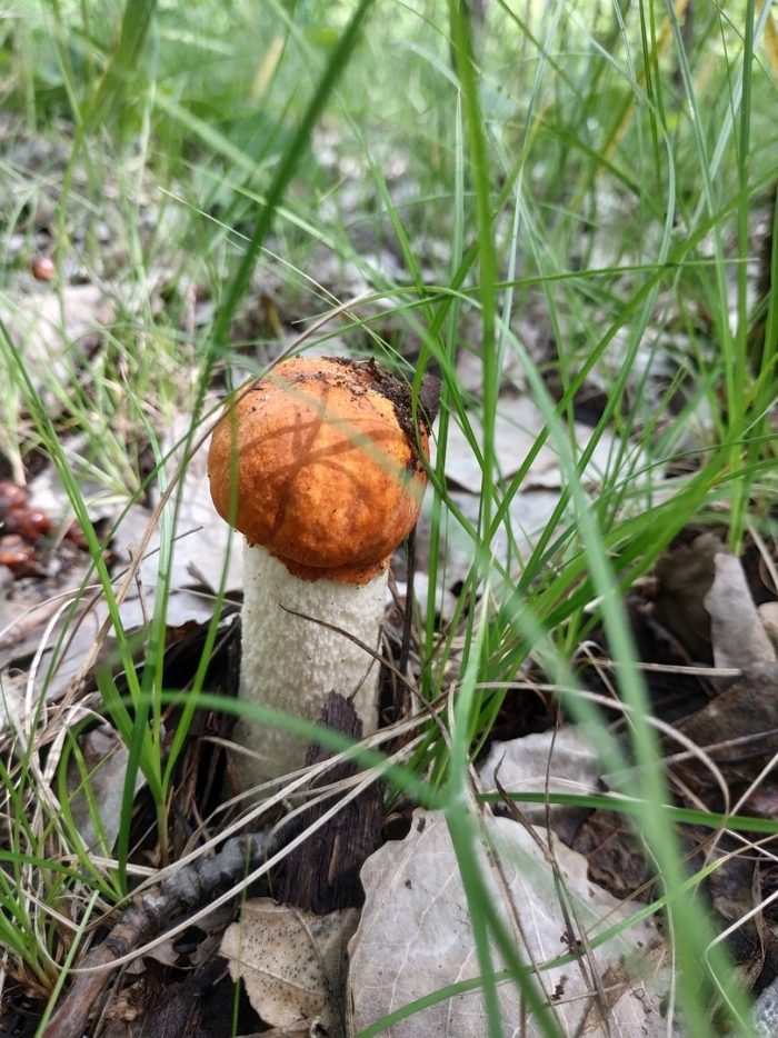 Подосиновик красноголовик