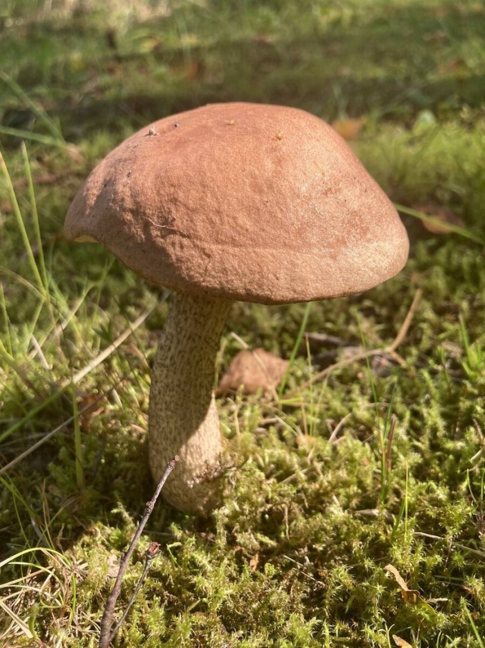 Гриб подберезовик