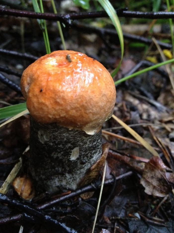 Грибы подосиновики маленькие