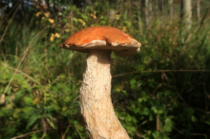 Подосиновик красный