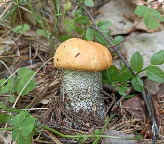 Подосиновик желто бурый