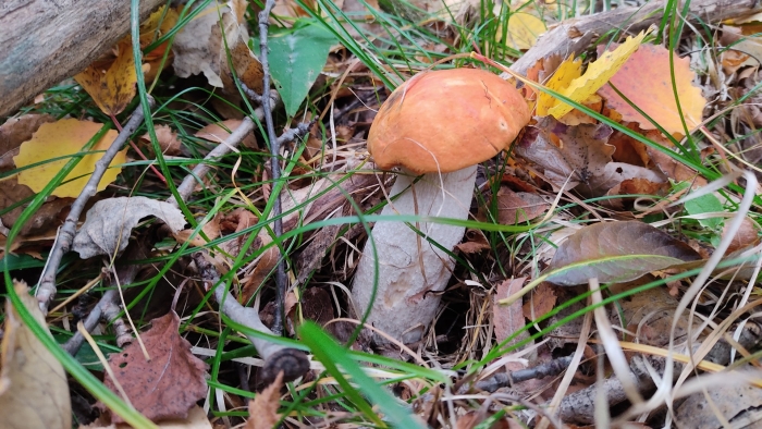 Грибы в природе