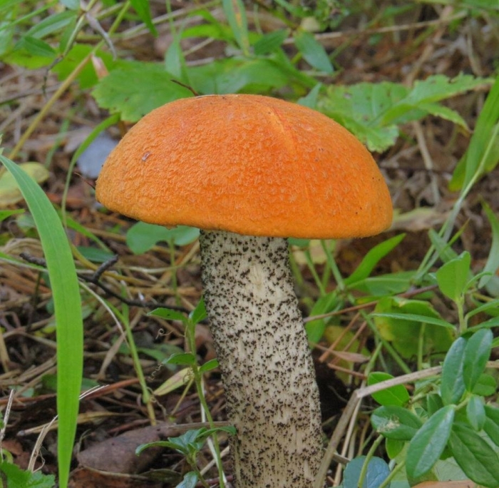 Подосиновик красный