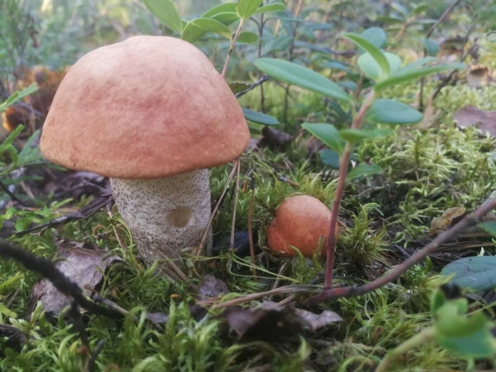 Подосиновик дубовый