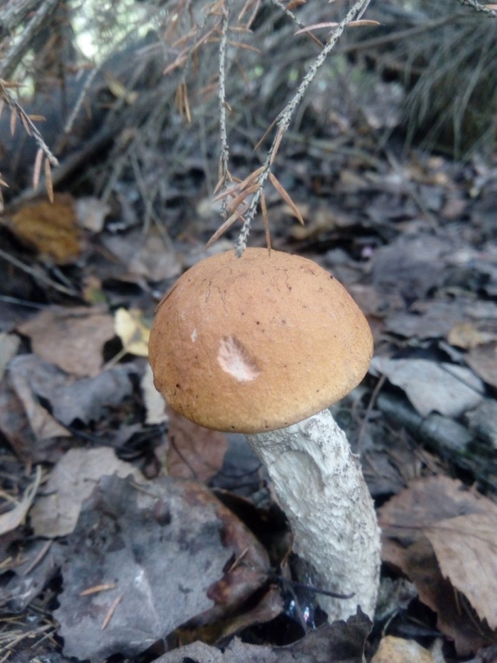 Подосиновик осенний