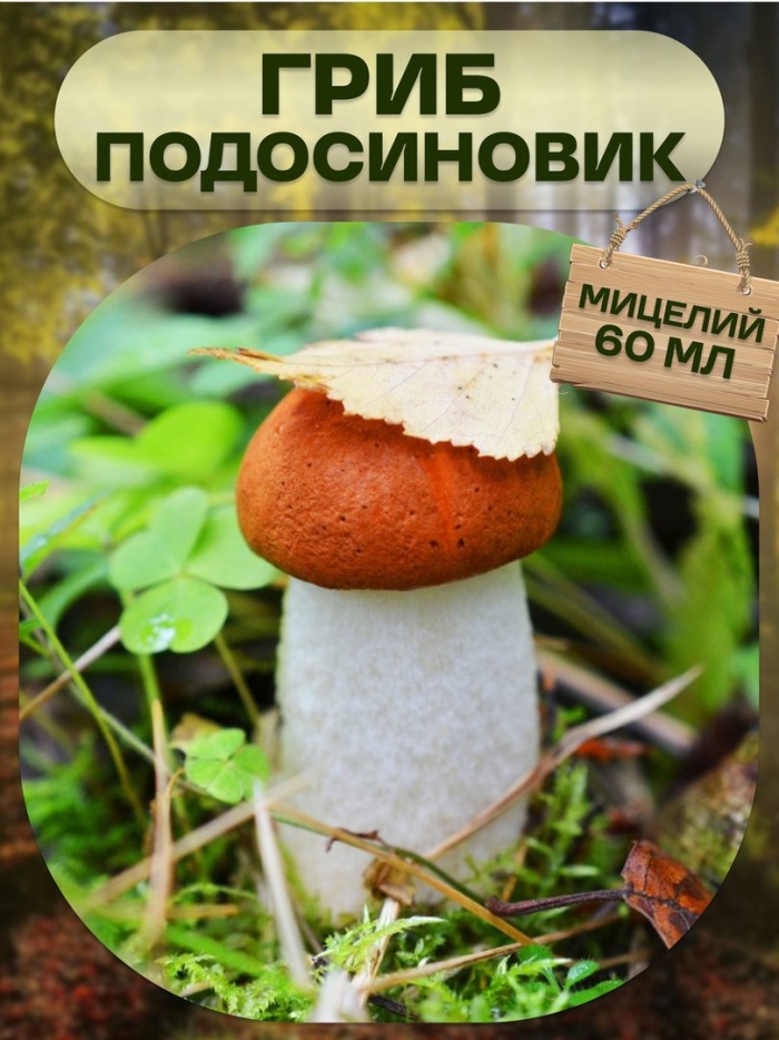 Мицелий подосиновик (60мл)