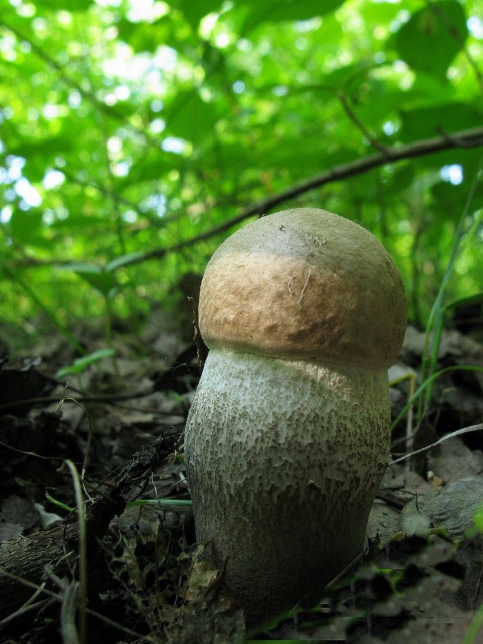 Подберёзовик жестковатый leccinum duriusculum