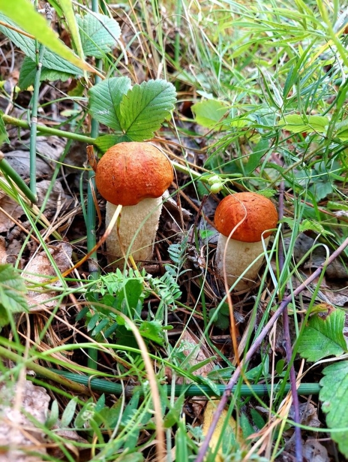 Грибник подмосковья