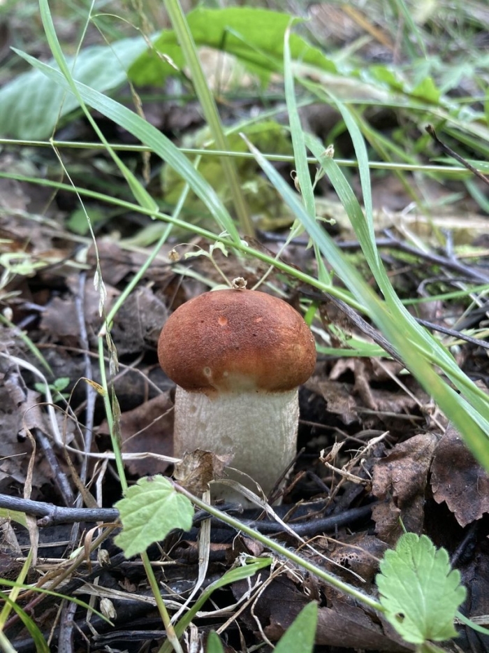 Маленький подосиновик