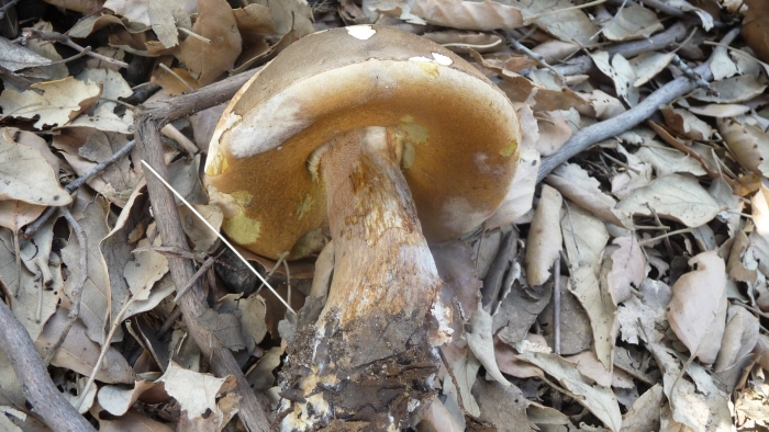 Белый гриб бронзовый boletus aereus