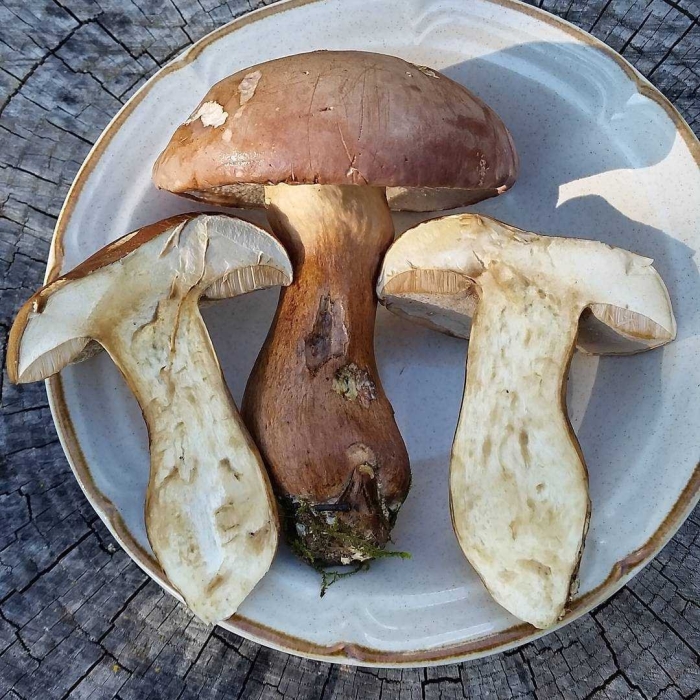 Гриб боровик