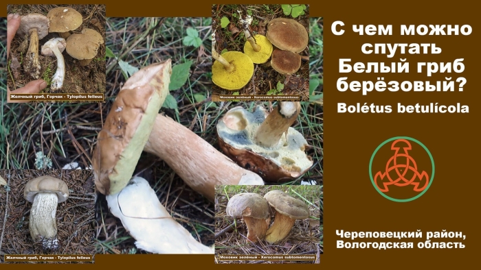 Белый гриб берёзовый boletus betulicola