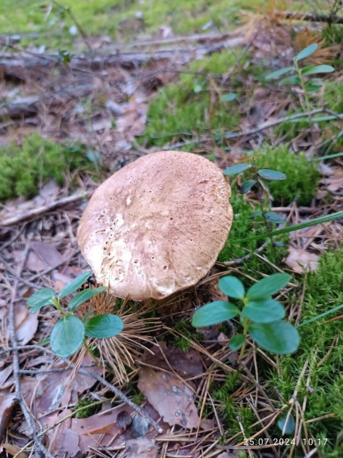 Съедобные грибы ямала