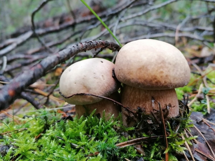Ложные белые грибы