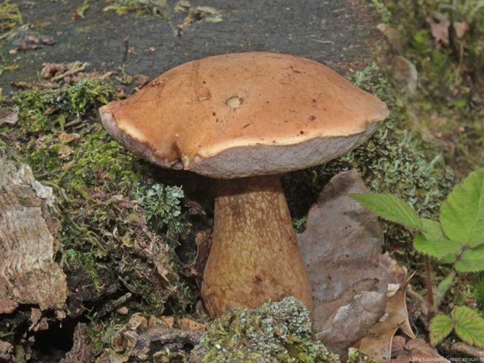 Горчак ложный белый гриб