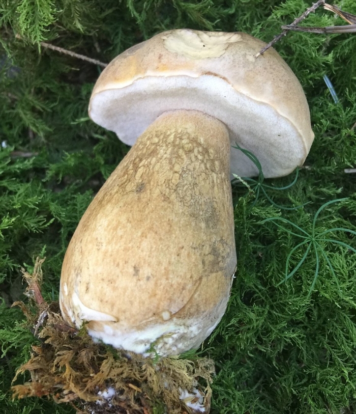 Боровик белый гриб