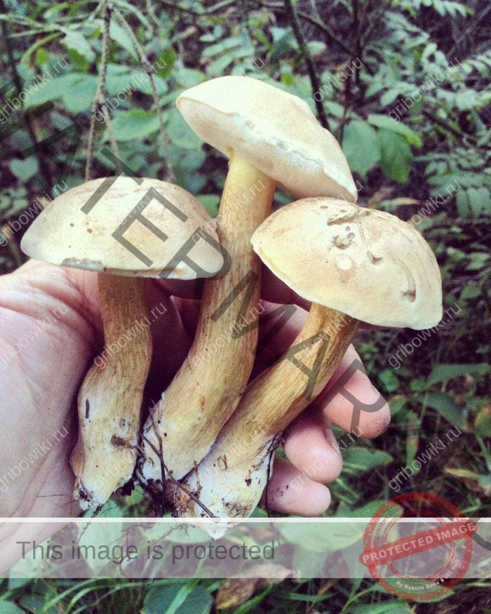 Ложный гриб