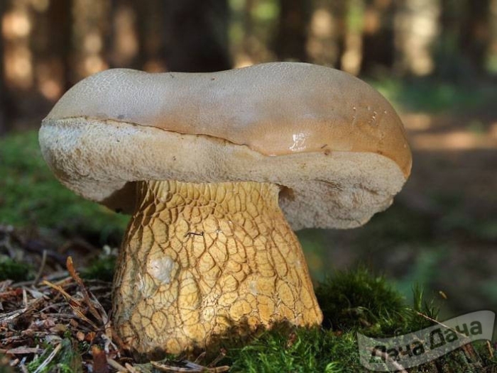 Желчный гриб съедобный