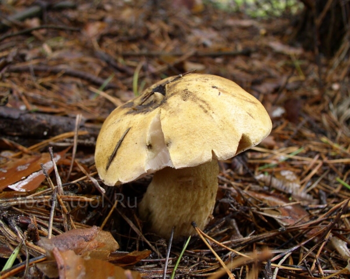 Моховик гриб съедобный