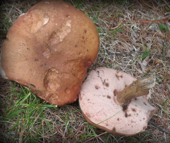 Гриб горчак