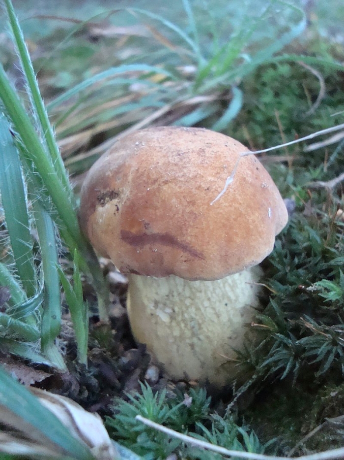 Boletus reticulatus
