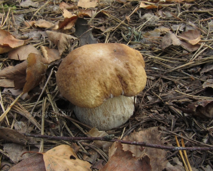 Жёлчный гриб