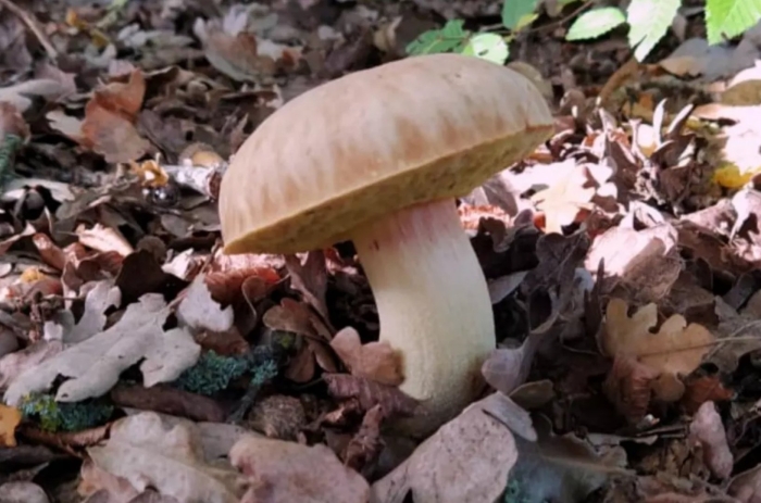 Горчаки грибы в крыму