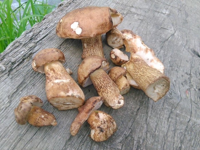 Tylopilus felleus
