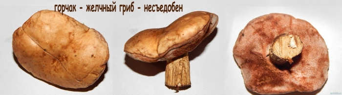 Желчный гриб горчак