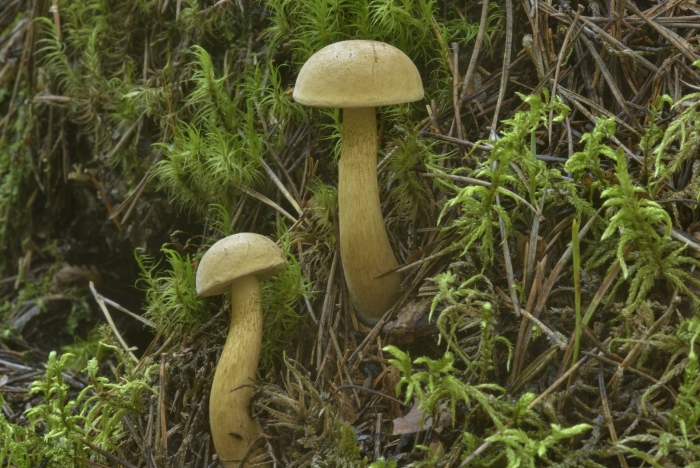 Гриб моховик