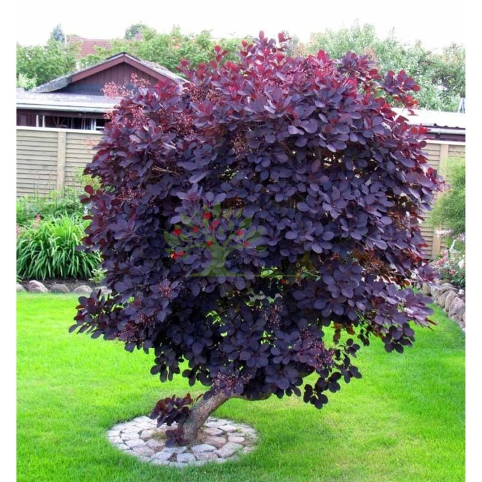 Скумпия кожевенная роял пурпл