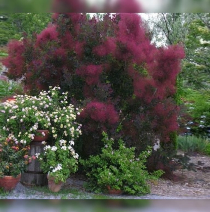 Скумпия кожевенная роял перпл