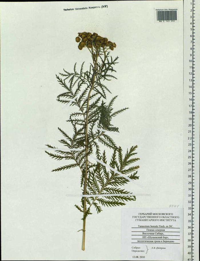 Пижма обыкновенная гербарий