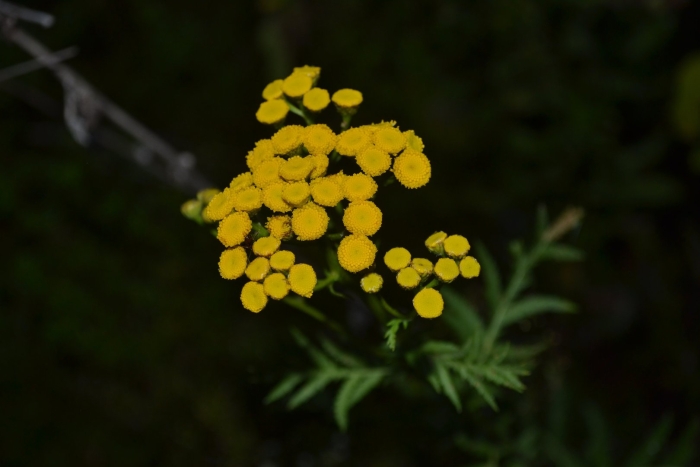 Пижма обыкновенная tanacetum vulgare