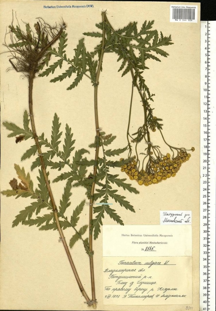 Пижма обыкновенная tanacetum vulgare