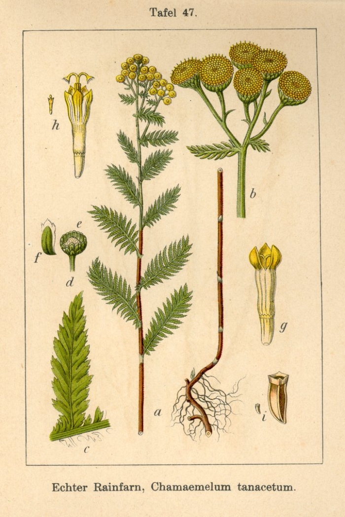 Пижма обыкновенная ботаническая
