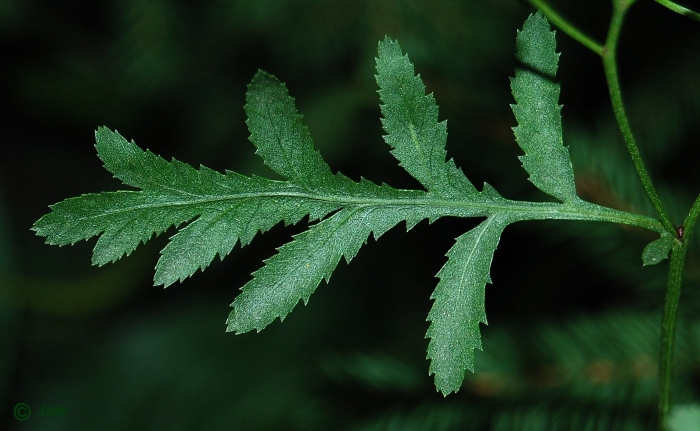 Tanacetum vulgare лист