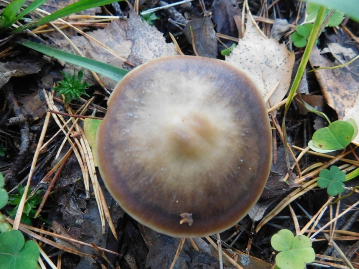 Коллибия каштановая collybia butyracea