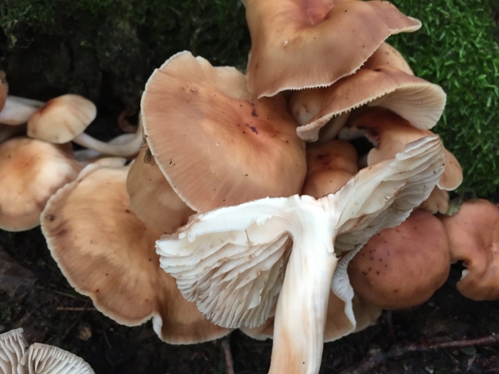 Коллибия веретеноногая collybia fusipes