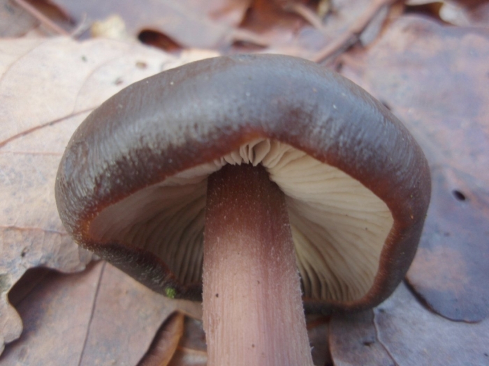 Rhodocollybia butyracea
