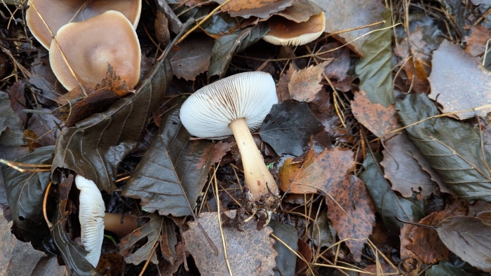 Гриб млечник белый