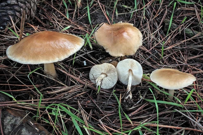 Коллибия маслянистая collybia butyracea